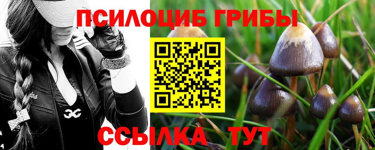 Мичуринск  Галлюциногенные грибы Psilocybine cubensis  наркота  Псилоцибиновые грибы MAGIC MUSHROOMS  Вход с VPN 